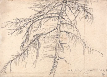 Árbol de alerce